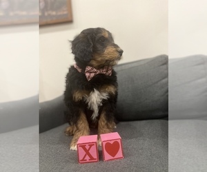 Aussiedoodle Miniature  Puppy for sale in CENTRALIA, IL, USA