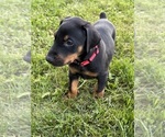 Puppy Rose Doberman Pinscher
