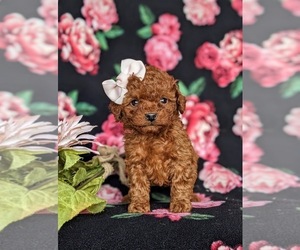 Cavapoo Puppy for sale in NOTTINGHAM, PA, USA