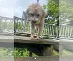 Small #3 Spaniel Mix