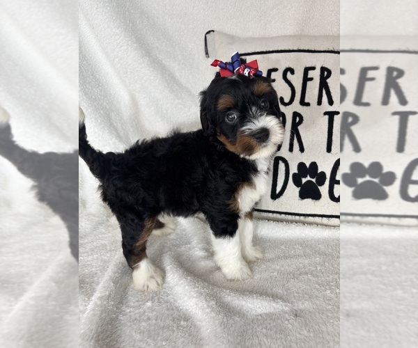 Medium Photo #4 Bernedoodle Puppy For Sale in GREENFIELD, IN, USA