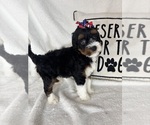 Small #3 Bernedoodle