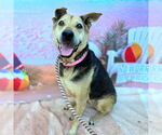 Small #1 German Shepherd Dog Mix