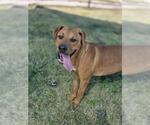 Small #1 Rhodesian Ridgeback