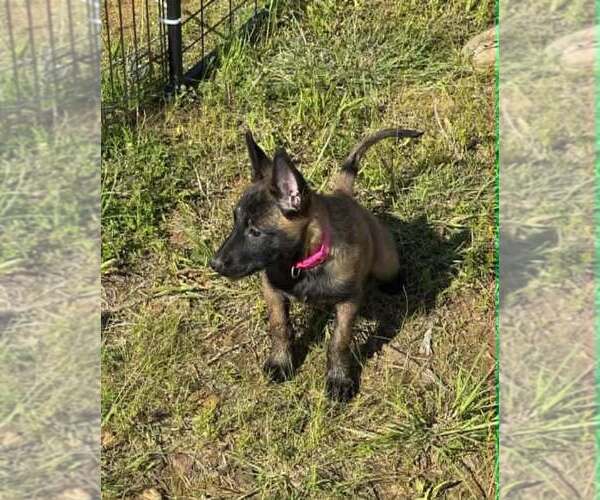 Medium Photo #1 Belgian Malinois Puppy For Sale in WHITESBORO, TX, USA