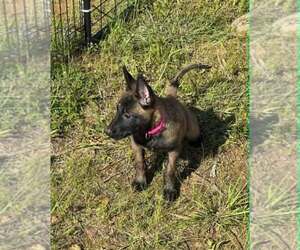 Belgian Malinois Puppy for sale in WHITESBORO, TX, USA