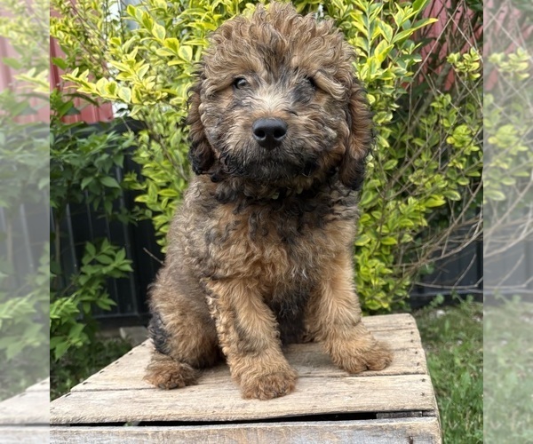 Medium Photo #2 Whoodle (Miniature) Puppy For Sale in MIDDLEBURY, IN, USA