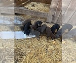 Small Doberman Pinscher