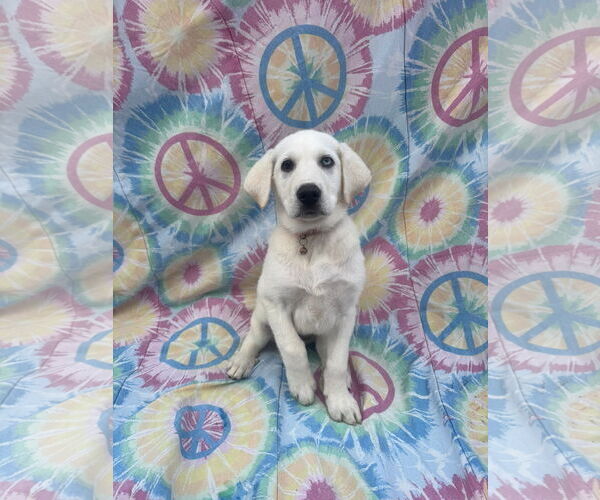 Medium Photo #2 Labrenees Puppy For Sale in New London, WI, USA