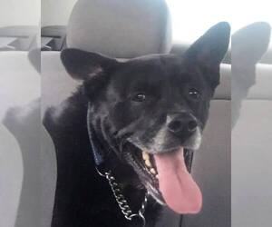 Sadie - Female Labrador Retriever-Unknown Mix Dog for Adoption - Photo #27