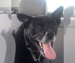 Small #26 Labrador Retriever Mix