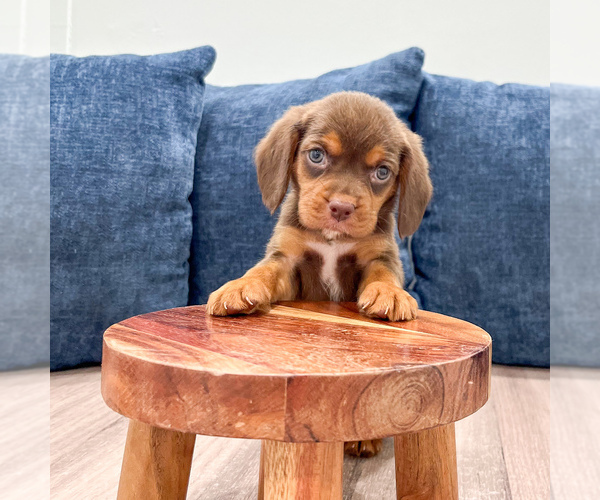 Medium Photo #2 Beaglier Puppy For Sale in MILLERSBURG, OH, USA