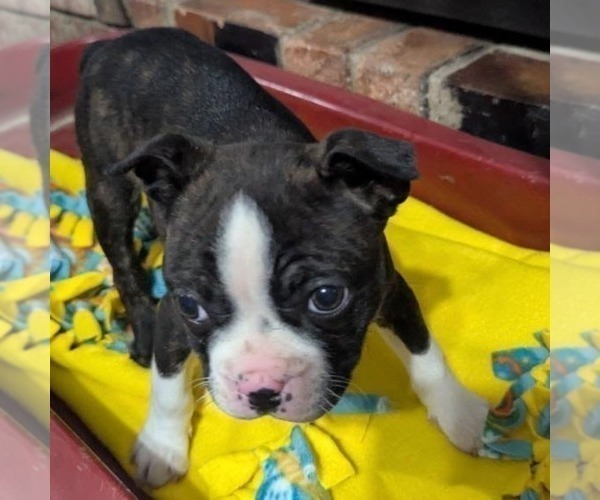 Medium Photo #2 Boston Terrier Puppy For Sale in HOT SPRINGS, SD, USA