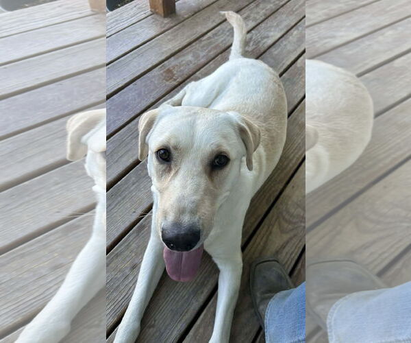 Medium Photo #5 Labrador Retriever-Unknown Mix Puppy For Sale in Fort Collins, CO, USA