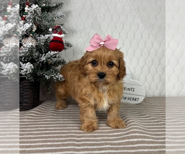 Medium Photo #4 Cavapoo (Miniature) Puppy For Sale in GREENFIELD, IN, USA