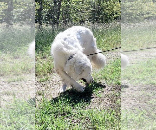 Medium Photo #6 Great Pyrenees Puppy For Sale in Spring, TX, USA