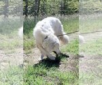 Small #5 Great Pyrenees