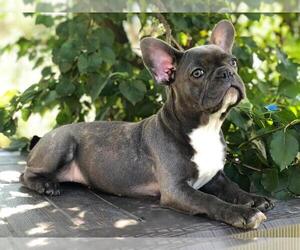 French Bulldog Puppy for sale in BROOKLYN, NY, USA