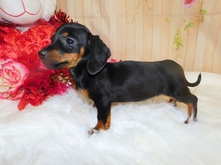 Dachshund Puppy for sale in HAMMOND, IN, USA