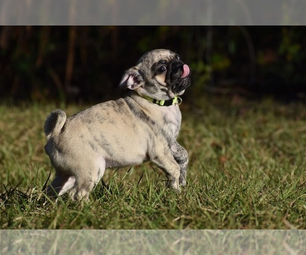 Medium Photo #4 Pug Puppy For Sale in PALM COAST, FL, USA