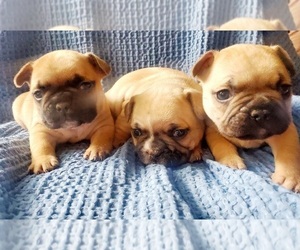 French Bulldog Puppy for Sale in DITTMER, Missouri USA