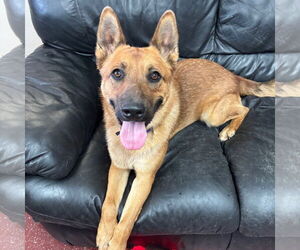German Shepherd Dog-Unknown Mix Dogs for adoption in Fargo, ND, USA