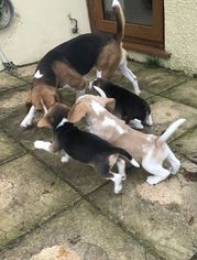 Beagle Harrier Puppy for sale in SAINT LOUIS, MO, USA
