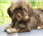 Image preview for Ad Listing. Nickname: AKC CH Ln Male3
