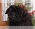 Small Photo #4 YorkiePoo Puppy For Sale in NAPLES, FL, USA