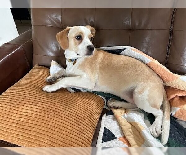 Medium Photo #4 Boxerhuahua Puppy For Sale in Lakewood, CO, USA