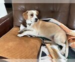 Small #3 Boxerhuahua