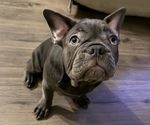 Small #2 French Bulldog