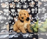 Small Photo #6 Goldendoodle (Miniature) Puppy For Sale in OXFORD, PA, USA