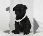 Small #7 Schnauzer (Miniature)