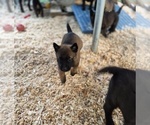 Small #7 Belgian Malinois