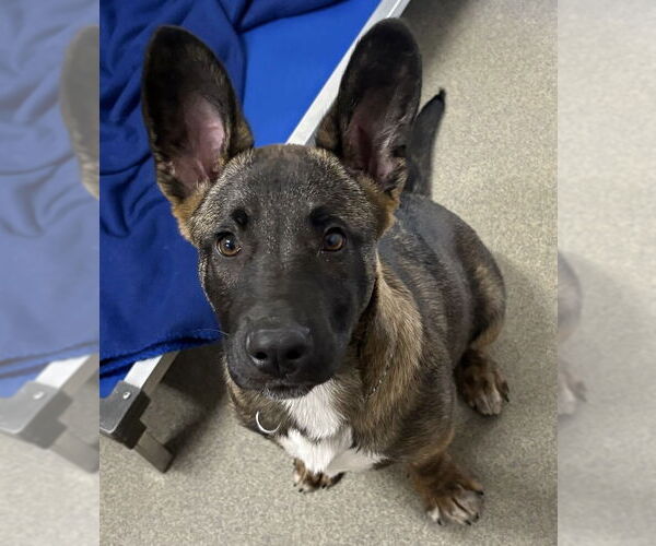 Medium Photo #1 Mutt Puppy For Sale in Sterling, MA, USA