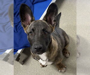 Mutt Dogs for adoption in Sterling, MA, USA