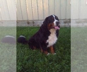 Father of the Bernese Mountain Dog puppies born on 08/06/2022
