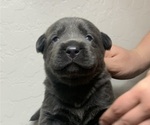 Small Photo #4 Labrador Retriever Puppy For Sale in QUEEN CREEK, AZ, USA