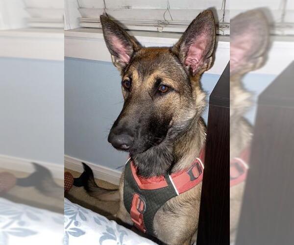 Medium Photo #1 German Shepherd Dog-Unknown Mix Puppy For Sale in Camarillo, CA, USA