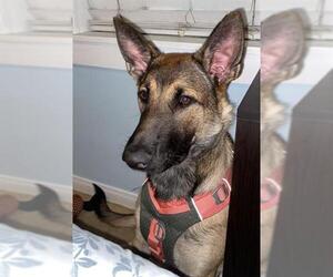 German Shepherd Dog-Unknown Mix Dogs for adoption in Camarillo, CA, USA