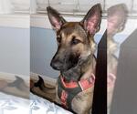Small German Shepherd Dog Mix