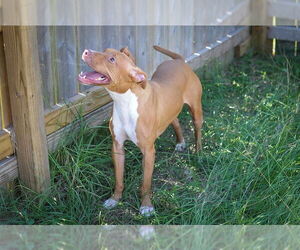 Nikki Minaj - Female American Pit Bull Terrier Dog for Adoption - Photo #7