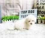 Small Photo #8 Maltipoo-Unknown Mix Puppy For Sale in FULLERTON, CA, USA