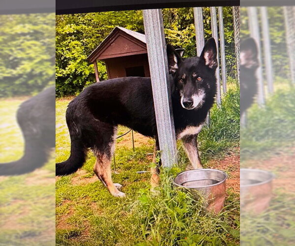 Medium Photo #2 German Shepherd Dog Puppy For Sale in Newfoundland, PA, USA