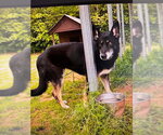 Small #1 German Shepherd Dog