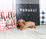 Small Photo #3 Dachshund Puppy For Sale in MARIETTA, GA, USA