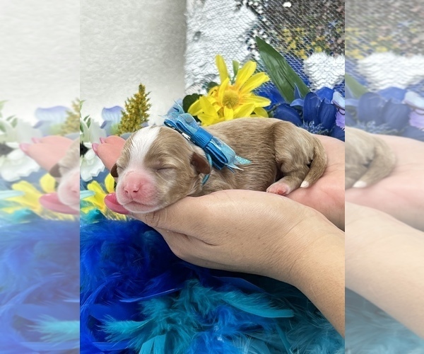 Medium Photo #2 Cavapoo Puppy For Sale in BULLARD, TX, USA