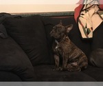 Small #3 Bullypit-French Bulldog Mix