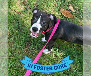 American Staffordshire Terrier-Unknown Mix Dogs for adoption in Tallahassee, FL, USA